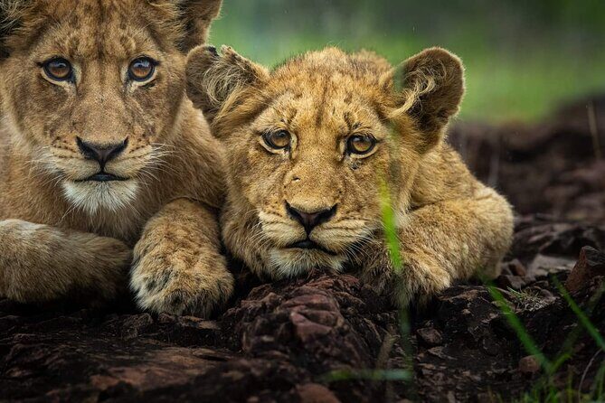 5-Days Lake Manyara, Serengeti, Ngorongoro Crater and Tarangire - Who Is This Tour Best For?