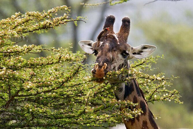 5 Days Lodge Luxury: A Taste of Tanzania Safari - The Experience of Traveling with Benson Safaris