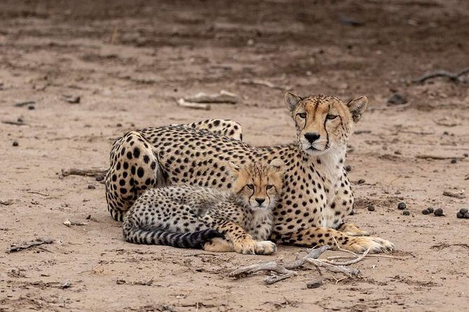 5 Days Luxury Lodge Safari Tour Tanzania - What Makes This Safari Stand Out?