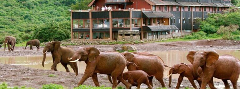 5 Days Masai Mara, Lake Nakuru and Aberdare Circuit Safari - What to Expect from the Itinerary
