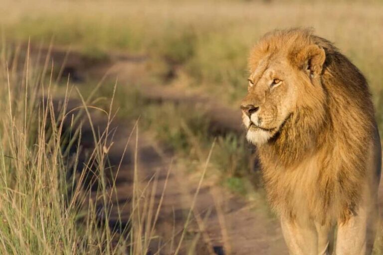 5 Days of Adventure in Masai Mara, Lake Nakuru & Aberdares - Analyzing the Value and Overall Experience
