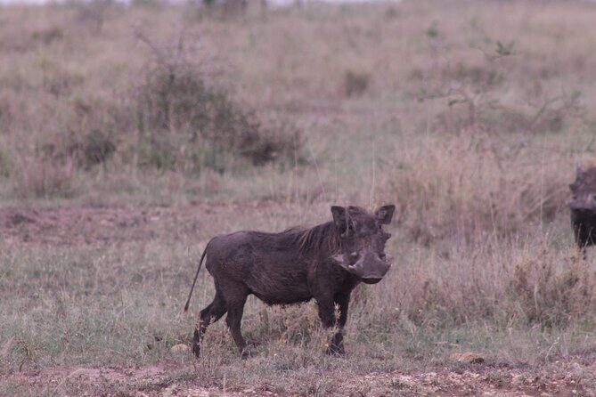5-Days Private Tanzania Safari Tour - What Travelers Say: Authentic Feedback