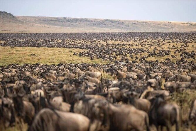 5 Days Safari Adventure in Tanzania - What Travelers Say