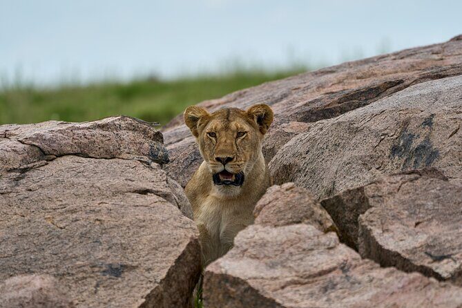 5 Days Safari Northern Circuit of Tanzania - Value and Comfort: Lodging and Food
