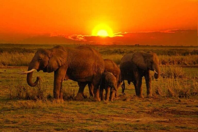 5 days safari to Tsavo East, West & Amboseli from Mombasa - What Sets This Safari Apart?