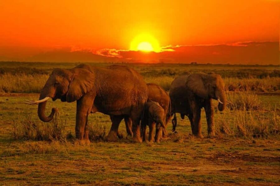 5 days safari to Tsavo East, West & Amboseli from Mombasa - What Sets This Safari Apart?