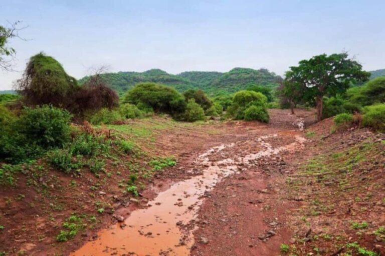 5 days Safari to Tsavo East/West and Amboseli from Mombasa - What Makes This Tour Stand Out?