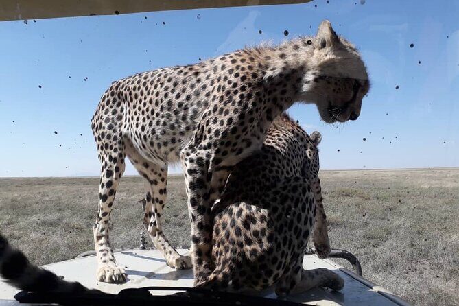 5 Days Tanzania Group Joining Safari, Tarangire/Serengeti/Ngorongoro Crater - What’s Included and What’s Not