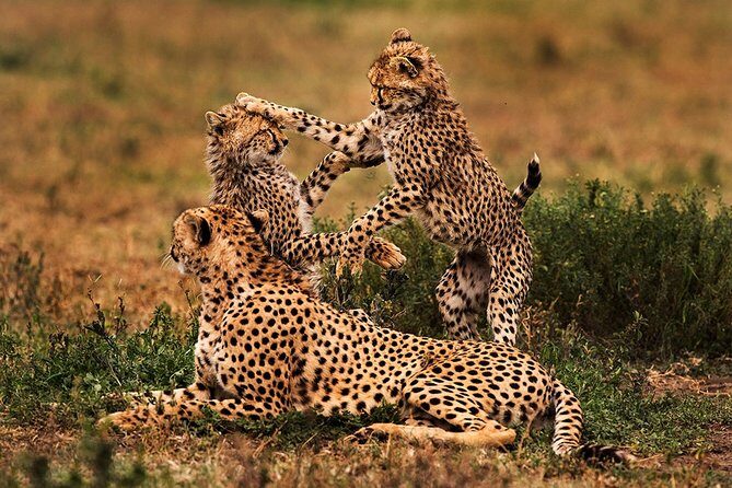 5 Days Tanzania Private Safari Tour - What Travelers Are Saying