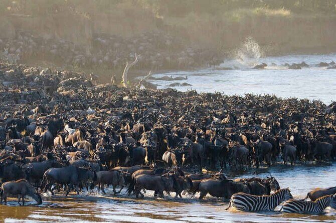 5 Days Tanzania Safari Great Wildebeest Migration - The Experience and What Travelers Say