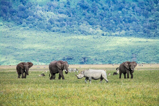5 Days Tanzania Safari with Serengeti - Who Would Love This Tour?