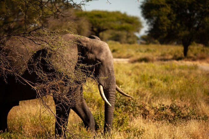5 Days Tanzania Safaris Tarangire, Ngorongoro, and Serengeti. - Analyzing the Cost and Value