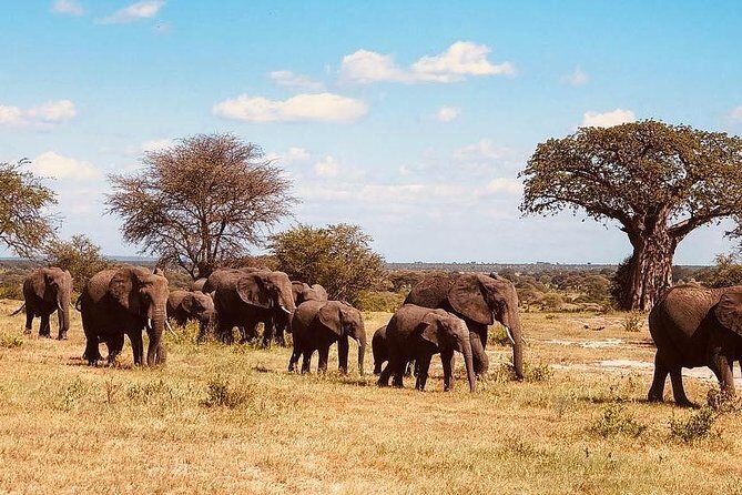 5 days Tanzania wilderness Camping tour. - The Itinerary: What to Expect