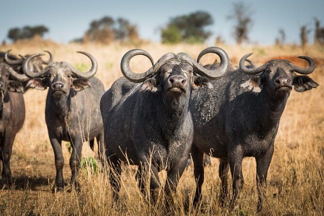 5 days Tarangire Serengeti and Ngorongoro Crater Tanzania - Evaluating the Value