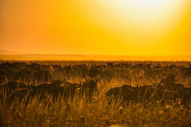 5-days Tarangire-Serengeti-Ngorongoro Safari - What Sets This Safari Apart?