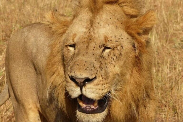 5 Days Touch of Serengeti Migration & Ngorongoro Crater - Day 1: From Arusha to Ngorongoro Crater