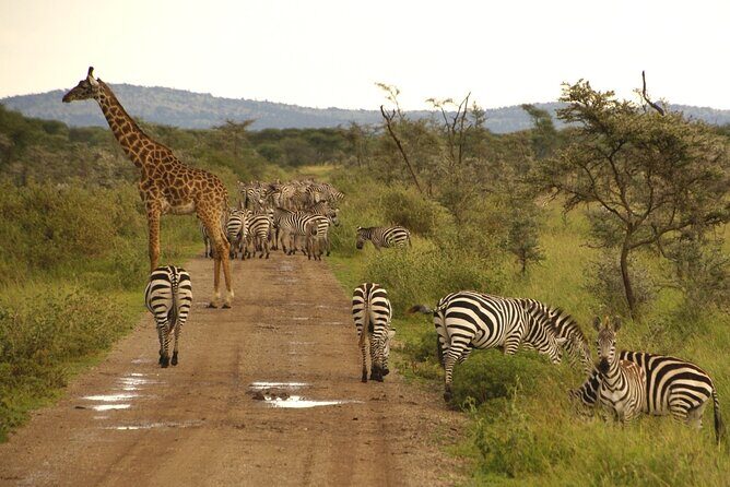 5 days Tour Tarangire, Serengeti, Ngorongoro Crater & Lake Manyara Park-Midrange - In-Depth Review of the 5-Day Tanzanian Safari