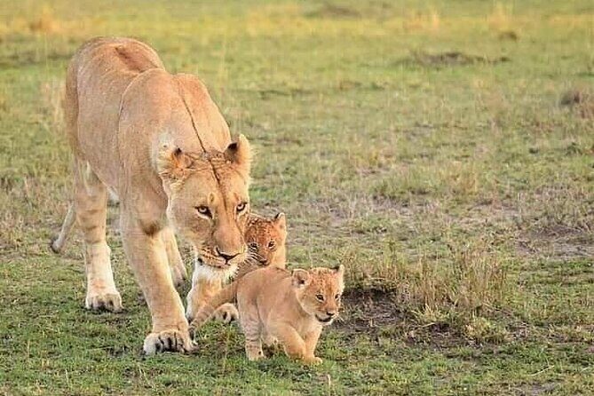 5 Days Wildlife Midrange Safari to Tarangire, Serengeti, Ngorongoro and Manyara - Practical Considerations and Value