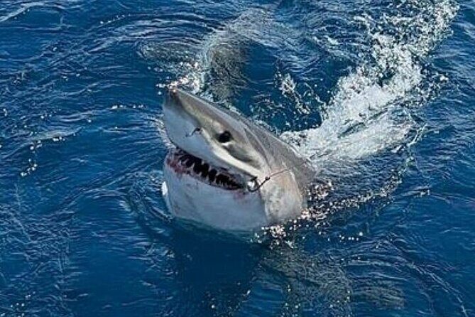 5-Hour Private Sportfishing Charter in Fort Lauderdale - The Fishing Techniques