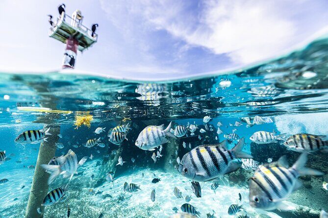 5-in-1 Cancun Snorkeling Tour with Sea Life & Transport Included - The Value of This Experience for Travelers