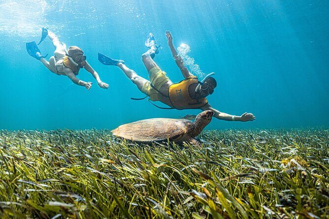 5-in-1 Cancun Snorkeling: Turtles, Reef, Musa, Shipwreck, Cenote - FAQ