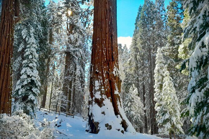 5-Star Rated Sequoia Winter Tour - The Experience: What You’ll Feel & See