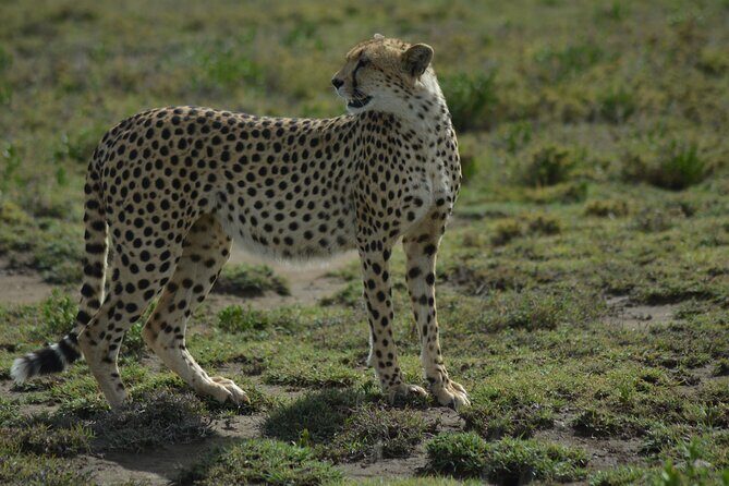 6-Day Essence of Serengeti & Ngorongoro Migration Safari - Day-by-Day Breakdown: What to Expect