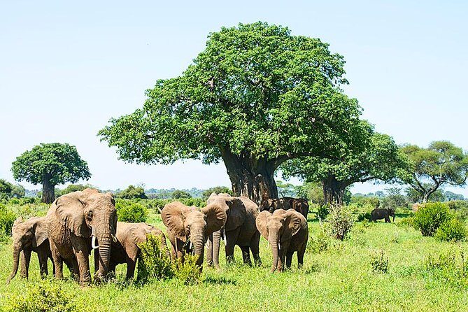 6 Day Group Camping Safari Tarangire Serengeti Ngorongoro Manyara - Exploring the Itinerary in Detail