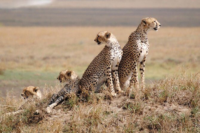 6 Day: Magnificent Wildlife Adventure - Who Is This Tour Best For?