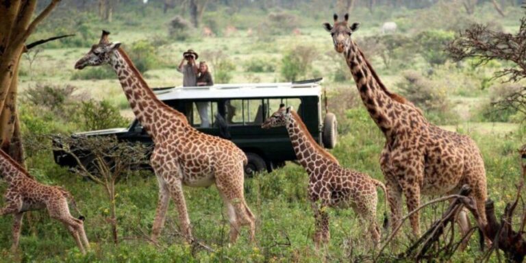 6-Day Masai Mara & Riftvalley Lakes Safari by 4x4 Jeep - The Real Value of This Safari