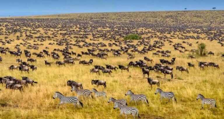 6-Day Masai Mara/Serengeti and Ngorongoro Crater - What’s Included and What’s Not