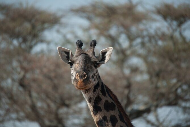 6-day Private Camping Safari Tour from Kilimanjaro Airport - Who Is This Tour Best For?