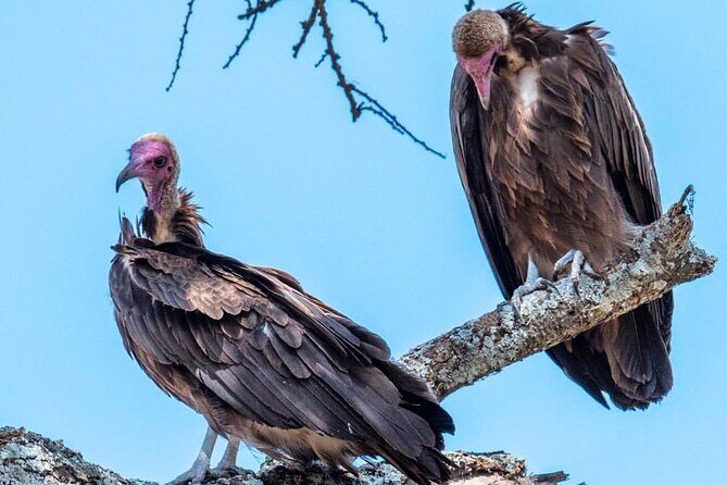 6-Day Private midrange Tour in Arusha with Airport Pickup - Transportation & Comfort