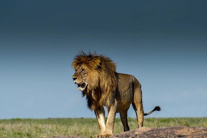 6-Day Private Safari in Northern Tanzania from Arusha - Practical Details and What They Mean for You