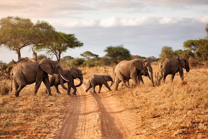 6-Day Serengeti Migration: Private Safari with Mid-range Luxury - Authentic Encounters and Cultural Elements