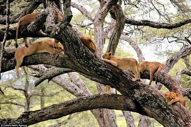 6 Day Serengeti wildebeest migration Camping Safari - What Travelers Say