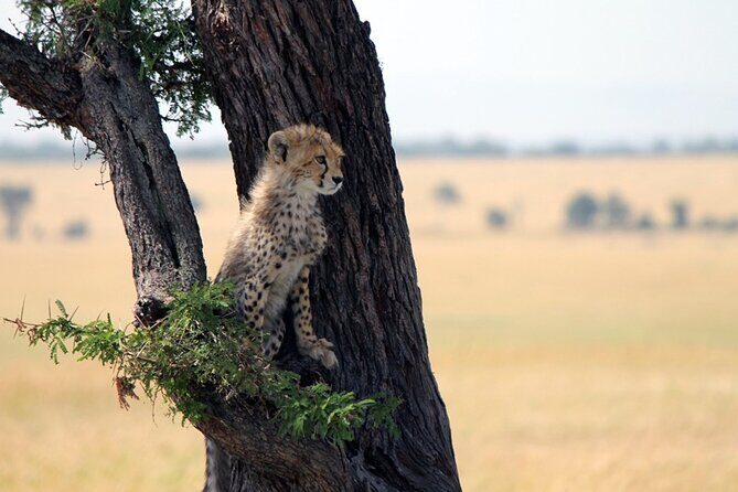 6-Day Tanzania Adventures Safaris - Group Joining Camping Safaris - Authentic Experiences and Genuine Feedback