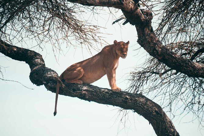 6-Day Tanzania Safari Experience Midrange - What’s Included and What’s Not