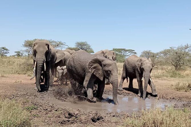 6 -Day Tarangire, Manyara, Serengeti & Ngorongoro - What Makes This Tour Stand Out?