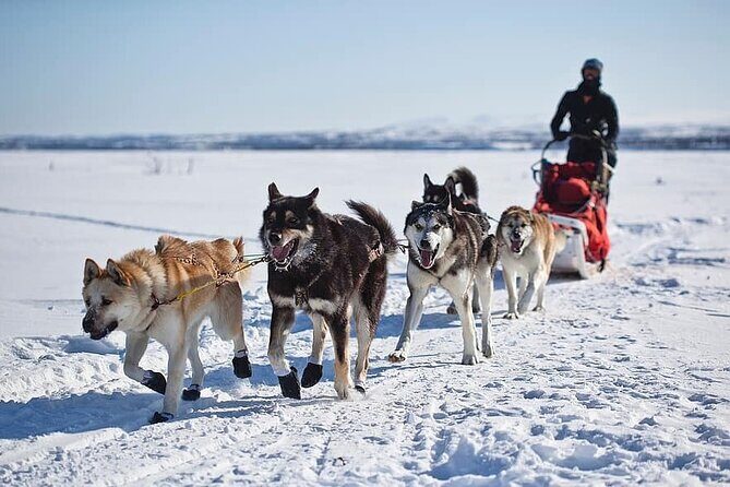 6 Day Winter Wonderland Tour in Yellowstone National Park - Day 3: Wolf Tracking and Mammoth Hot Springs