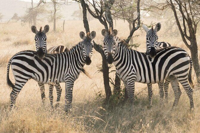 6 Days Camping Tours Lake Manyara, Ngorongoro,Serengeti National Park - Key Points
