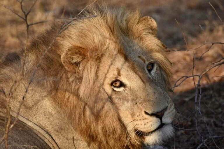 6 Days Lake Nakuru-Bogoria - Naivasha & Masai Mara Safari. - What Makes This Tour Stand Out