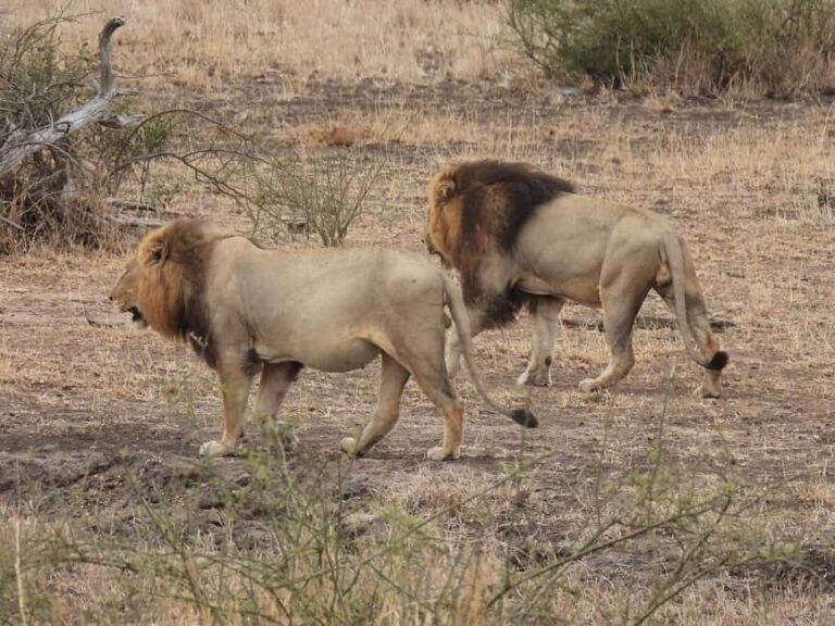 6 Days Masai Mara - Lake Nakuru & Samburu Safari. - Analyzing the Value