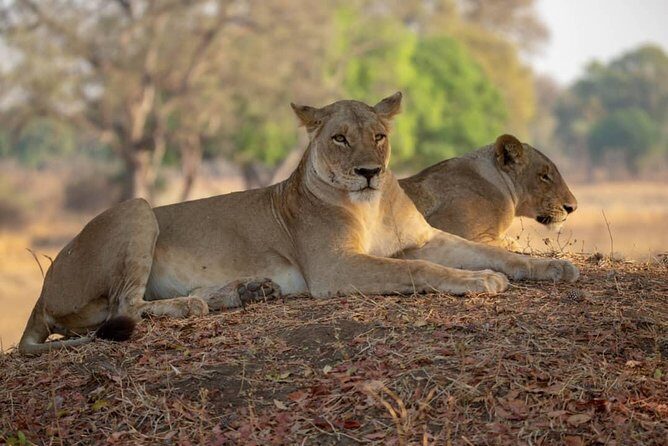 6 Days Selous ,Mikumi Udzungwa National + Boat Safari +Masai culture - The Practical Side: Transportation, Accommodation, and Value