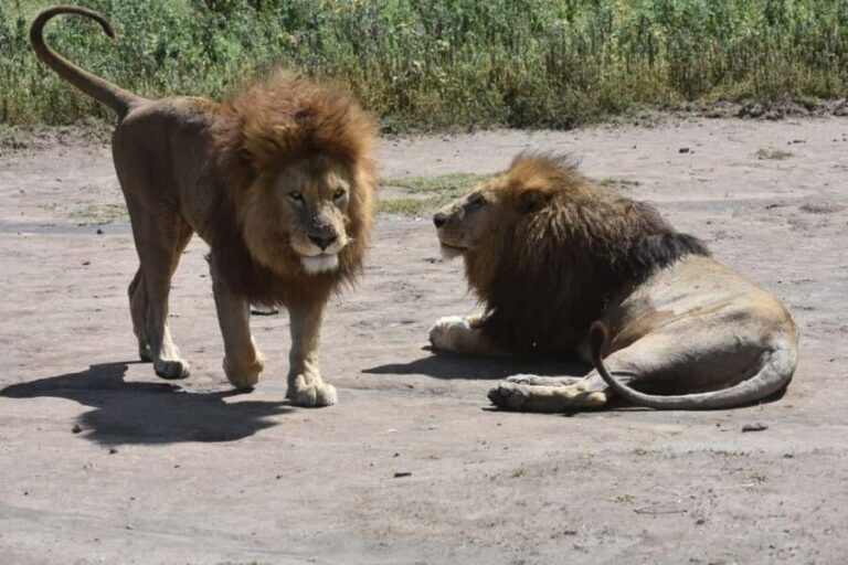 6 Days Serengeti Wildebeest Migration Mara River crossing - The Serengeti: The Heart of the Migration