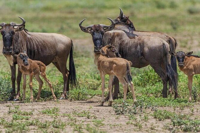 6 Days Serengeti Wildebeest Migration Safari - Potential Considerations