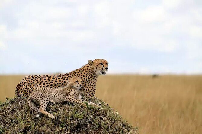 6 Days Tanzania Bush Experience Safari - Authenticity and Guide Expertise: Why It Matters