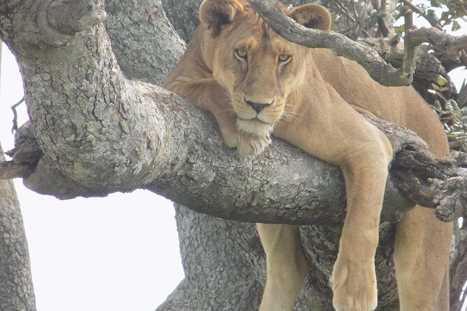 6 Days Tanzania Wildlife Safari Tour - The Sum Up: Who Should Consider This Safari?