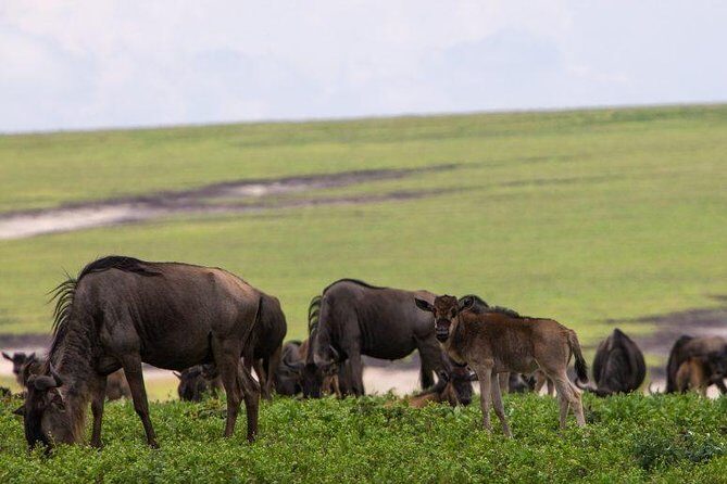6 Days Tarangire,Serengeti, Ngorongoro & Manyara Mid-range Camping Safari Tour - Exploring the Itinerary in Detail
