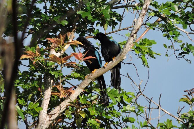6-Hour Birdwatching Ruta de los Cenotes Playa del Carmen - The Pros and Cons